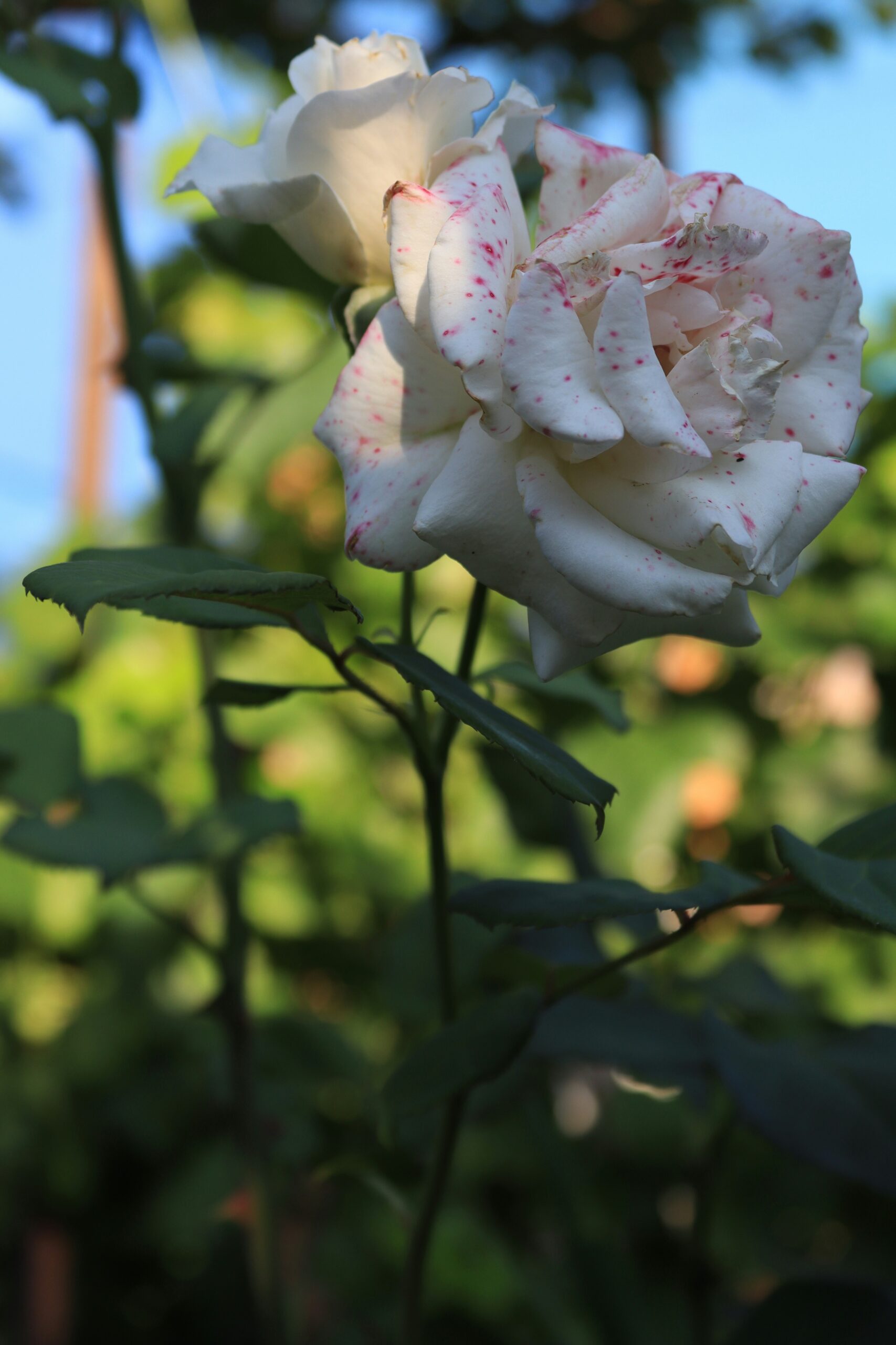Hello World Featured Image
